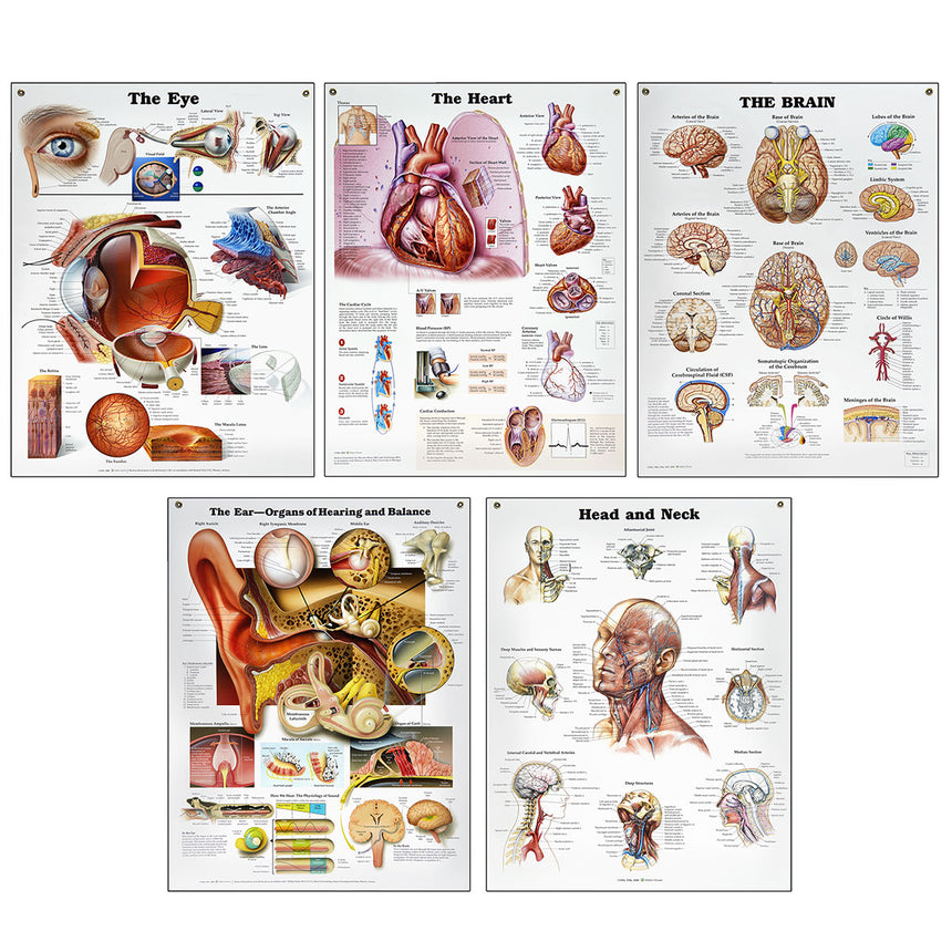 Peter Bachin Anatomical Organs/Structures Chart Set - New ...