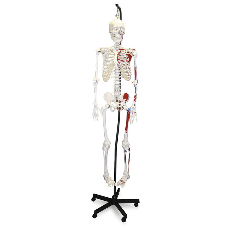 Nasco Full-Size Skeleton with Muscles