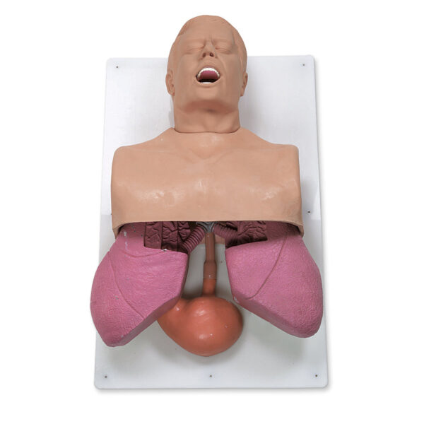 Nasco Adult Airway Management Trainer [SKU: 101-501]