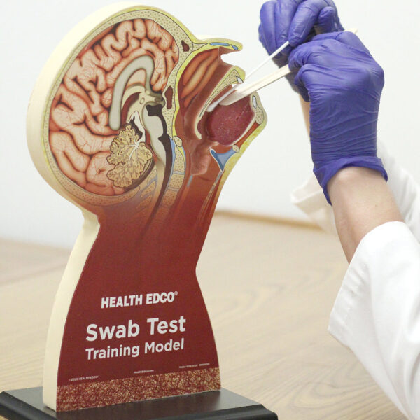 Nasco Swab Test Training Model [SKU: HC53412]