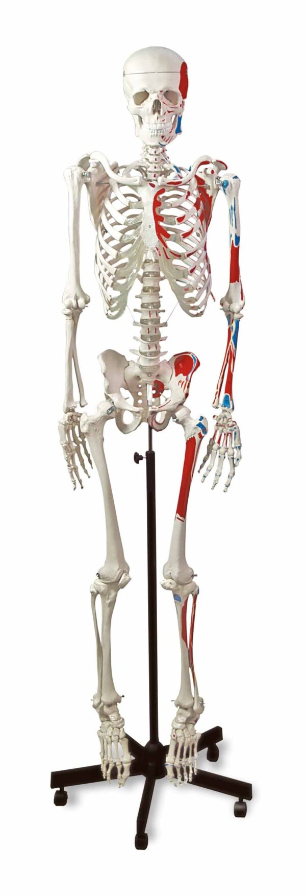 Nasco Human Muscular Skeleton [SKU: LA00100]