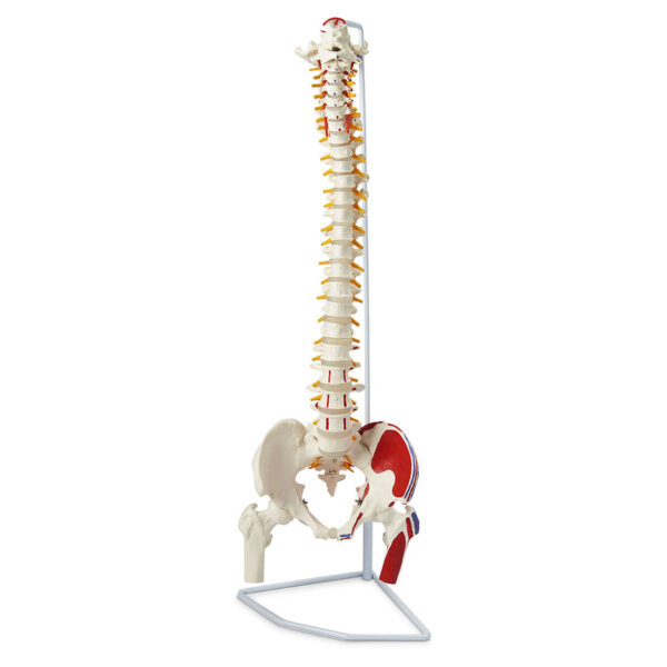 Nasco Flexible Vertebral Column with Femur Heads Muscle Insertions and Removable Sacral Chest [SKU: LA00102]