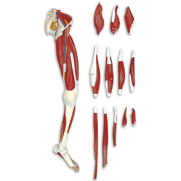 Nasco Leg Muscle (13-Part) [SKU: LA00131]