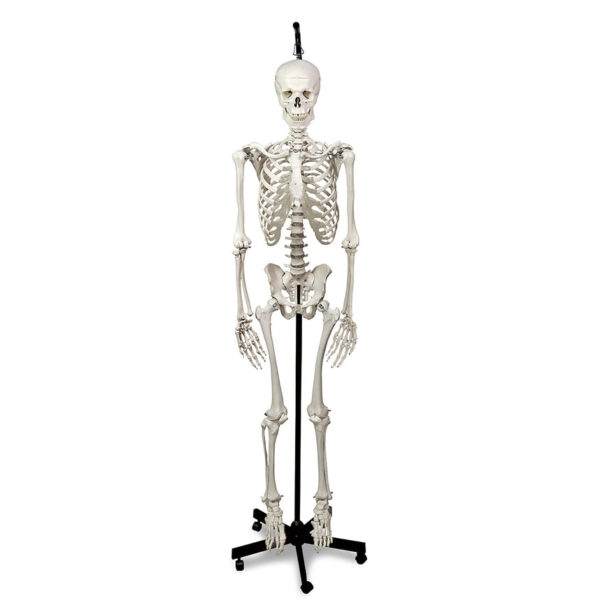 Nasco Hanging Skeleton with Natural Human Casting [SKU: LA00174]