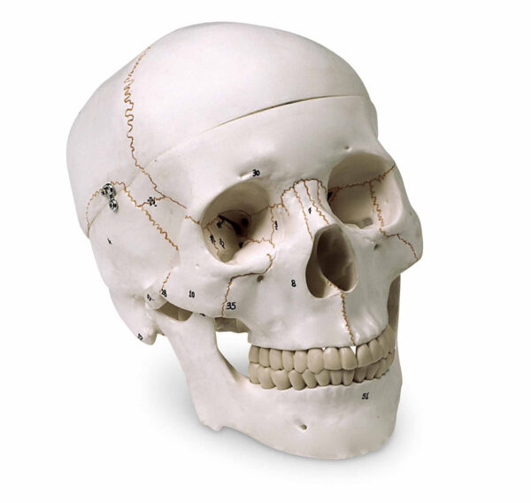 Nasco Numbered Skull [SKU: LA00176]