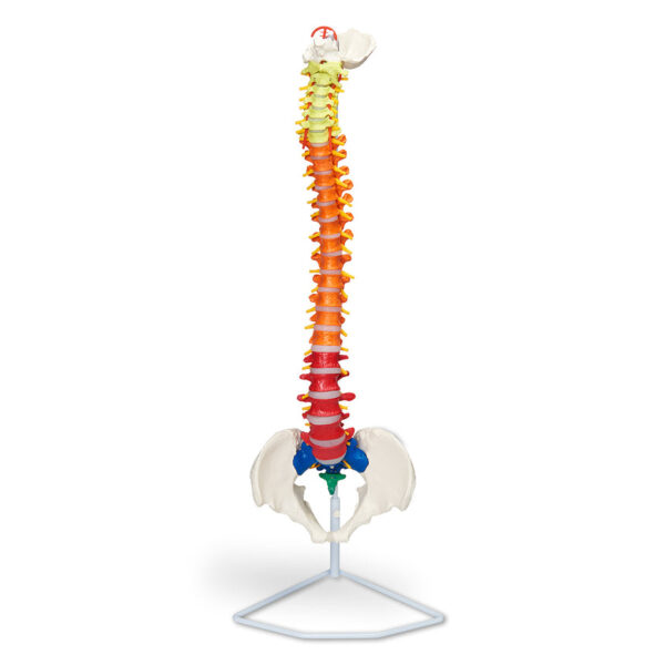 Nasco Flexible Vertebrae with Color-Coded Regions [SKU: LA00184]