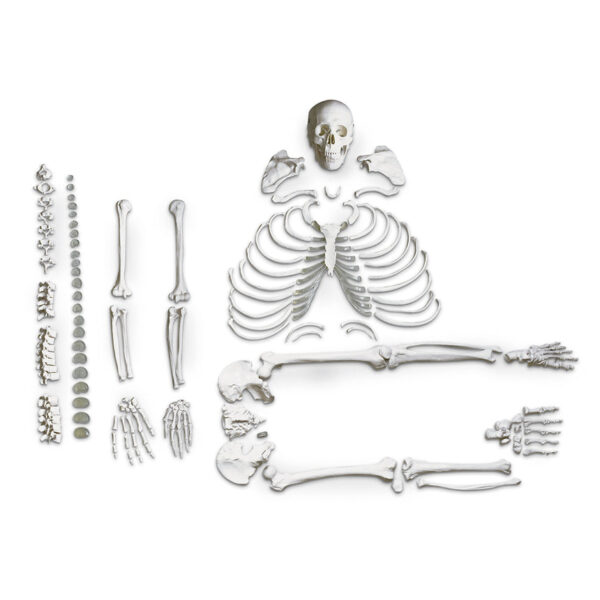 Nasco Disarticulated Skeleton [SKU: LA00185]