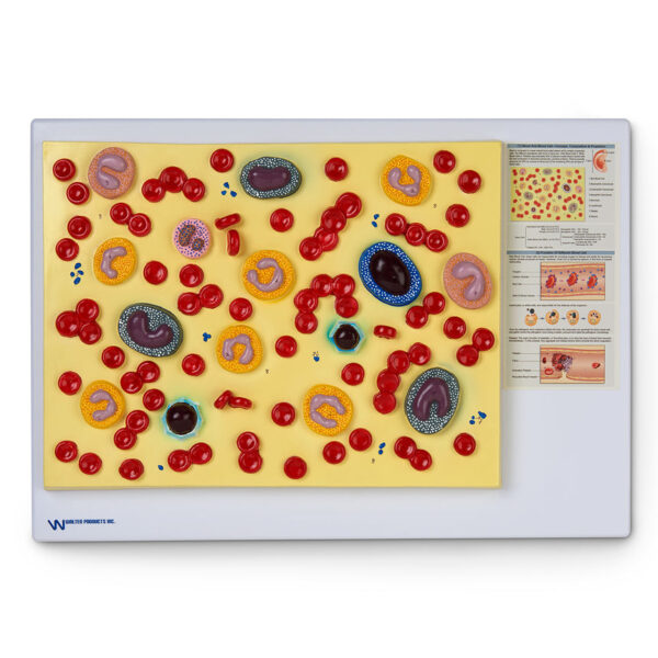 Nasco Human Blood Cells Model [SKU: LA00201]