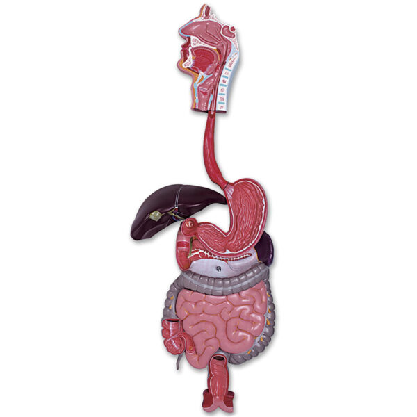 Nasco Digestive System Model (3-Part) [SKU: LA00203]