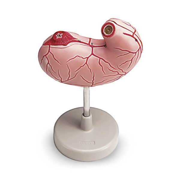 Nasco Life Size Stomach Model (2-Part) [SKU: LA00204]