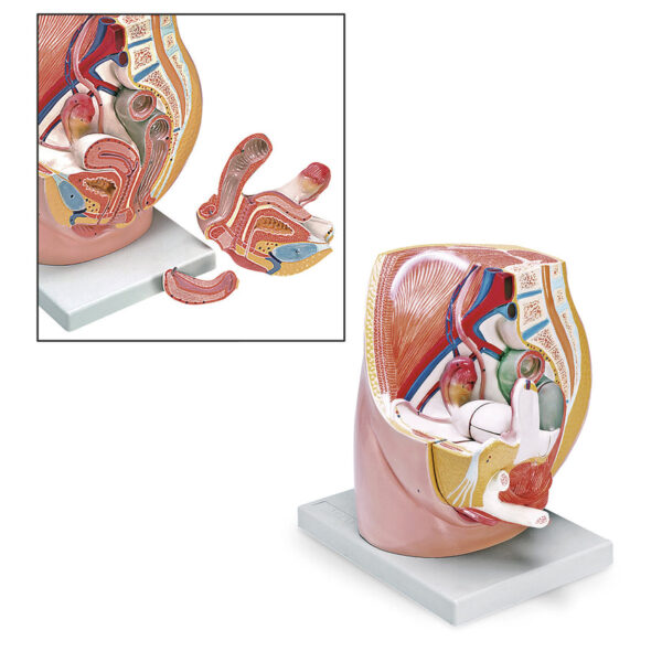 Nasco Female Pelvis Model (3-Part) [SKU: LA00247]