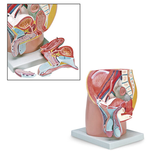 Nasco Male Pelvis Model (4-Part) [SKU: LA00248]