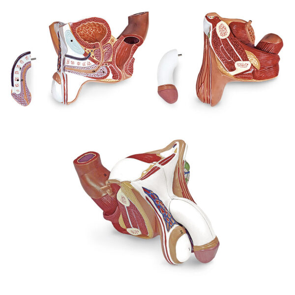 Nasco Male Genital Organs Model (4-Part) [SKU: LA00254]