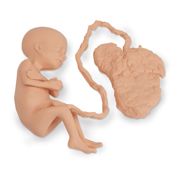 Nasco Life form Human Fetus Replica 7 Month Female [SKU: LF00708]