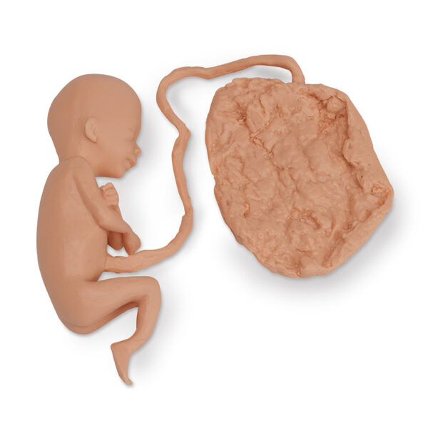 Nasco Life form Human Fetus Replica 20 Week