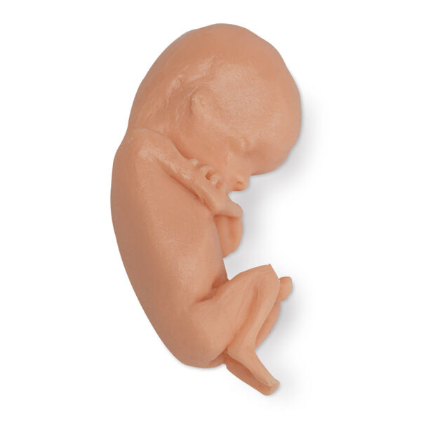 Nasco Life form Human Fetus Replica 13 Week