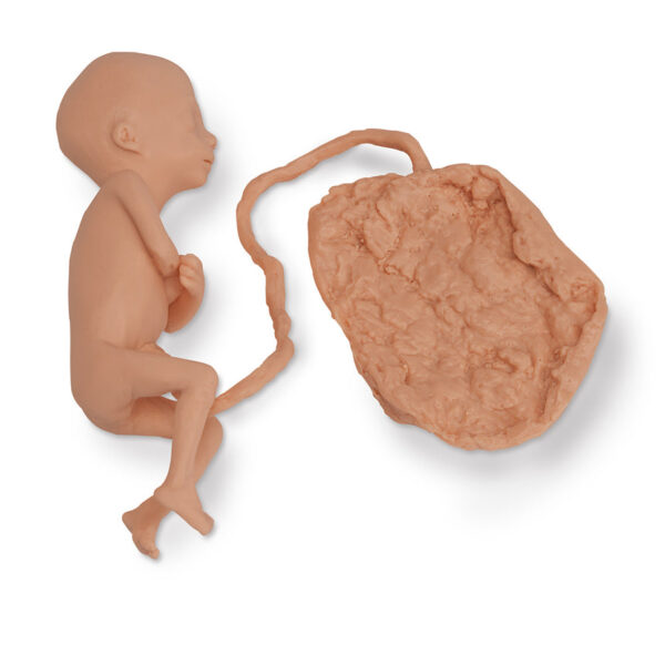 Nasco Life form Human Fetus Replica 5 Month Female