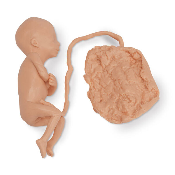 Nasco Life form Human Fetus Replica 5 Month Male