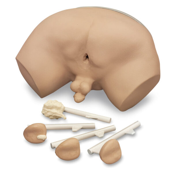 Nasco Life form Prostate Examination Simulator [SKU: LF00901]