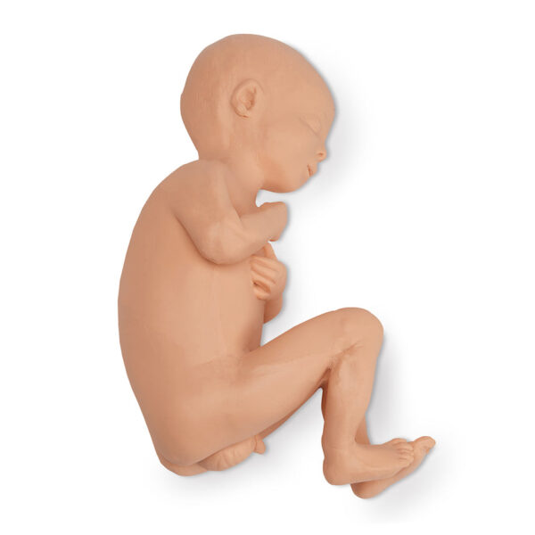 Nasco Life form Human Fetus Replica Full-Term Male [SKU: LF00931]