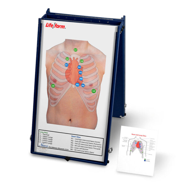 Nasco Life form Anterior Auscultation Practice Board with Case Only [SKU: LF01190]