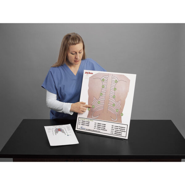 Nasco Life/form Posterior Auscultation Practice Board Only