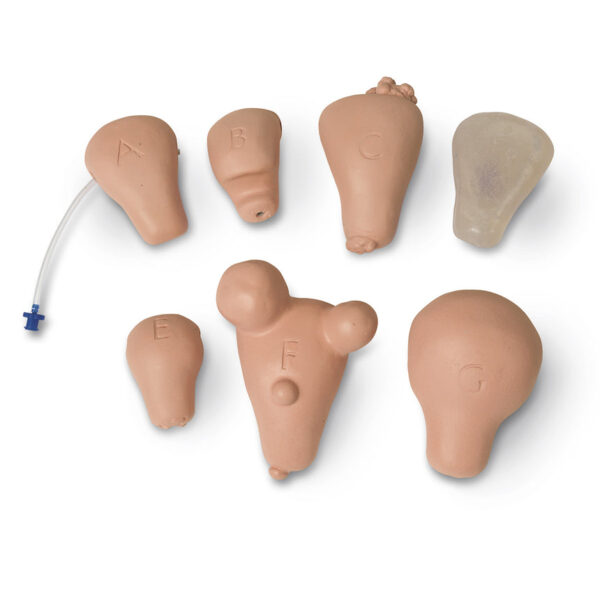 Nasco Life/form® Replacement Uterus Set of 7