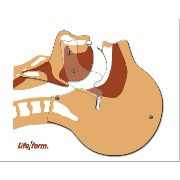 Nasco Life/form Airway Simulation Board [SKU: LF03687]