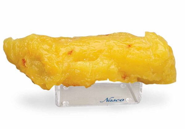 Nasco 5-lb Muscle Brick Replica [SKU: WA33729]