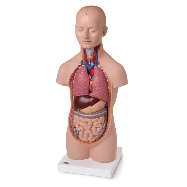 Nasco, 3B, Scientific, Mini, Torso, 12-Part