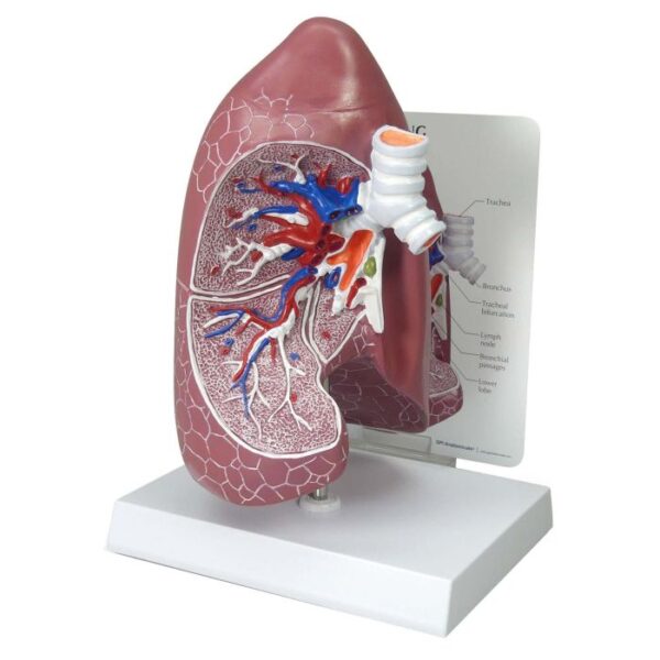 3B-Scientific Lung Model