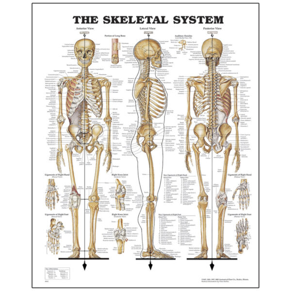 Nasco Peter Bachin Anatomical Chart Series Skeletal System