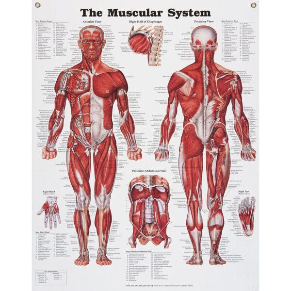 Nasco Peter Bachin Anatomical Chart Series Muscular System