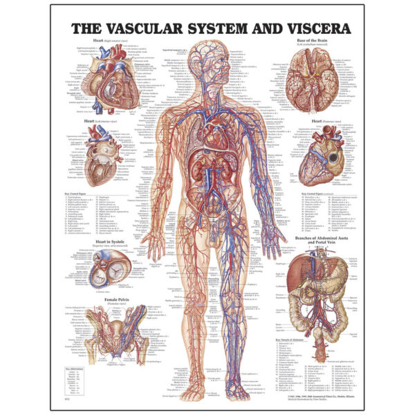 Nasco Peter Bachin Anatomical Chart Series Vascular System and Viscera