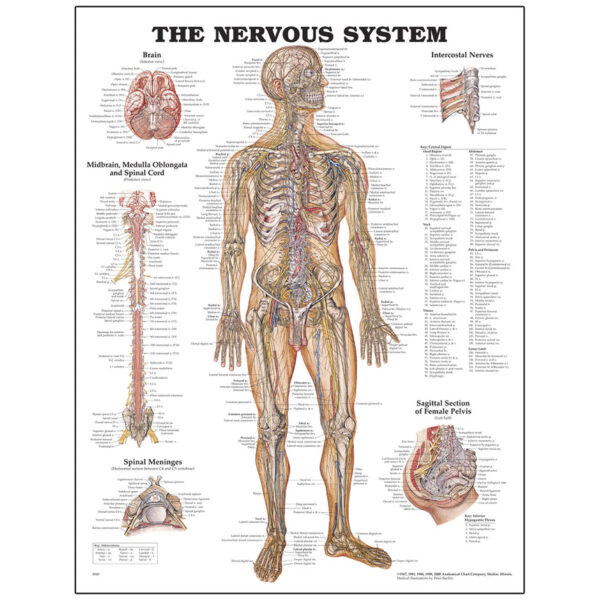 Nasco Peter Bachin Anatomical Chart Series Nervous System