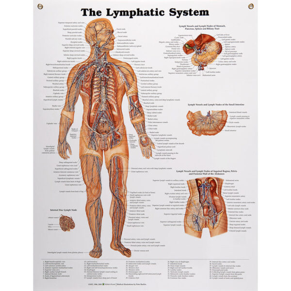 Nasco Peter Bachin Anatomical Chart Series Lymphatic System