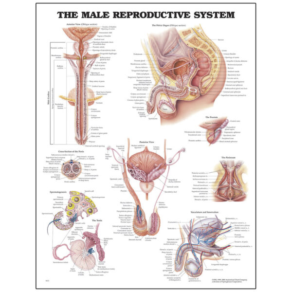 Nasco Peter Bachin Anatomical Chart Series Male Reproductive System [SKU: SB06149]