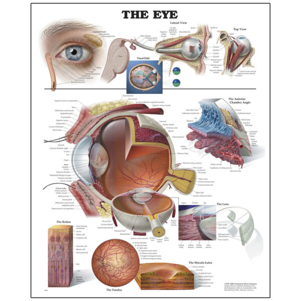 Nasco Peter Bachin Anatomical Organ Structures Chart Series Eye