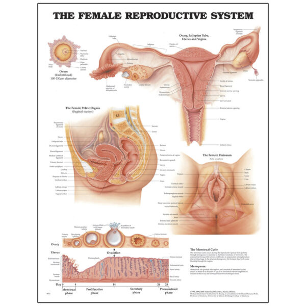 Nasco Peter Bachin Anatomical Chart Series Female Reproductive System