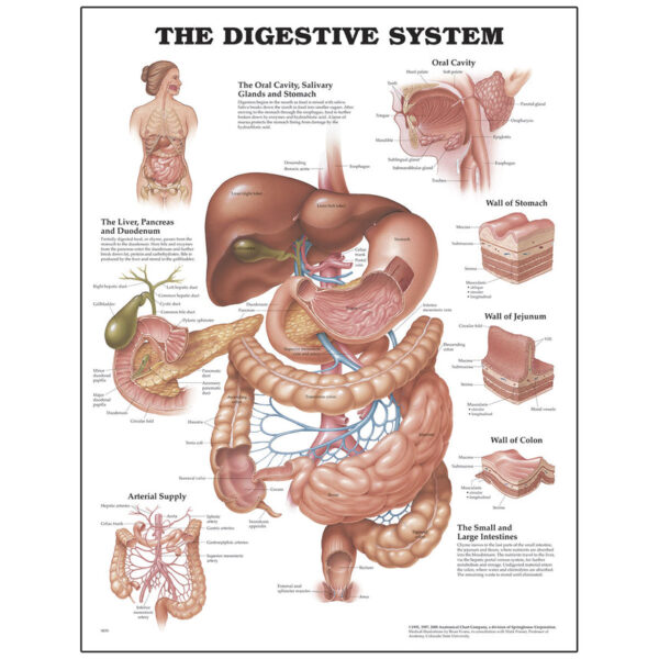 Nasco Peter Bachin Anatomical Chart Series Digestive System [SKU: SB07453]