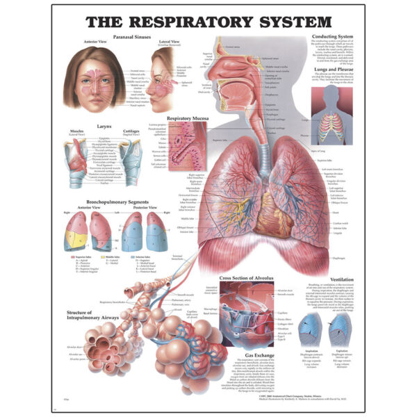 Nasco Peter Bachin Anatomical Chart Series Respiratory System