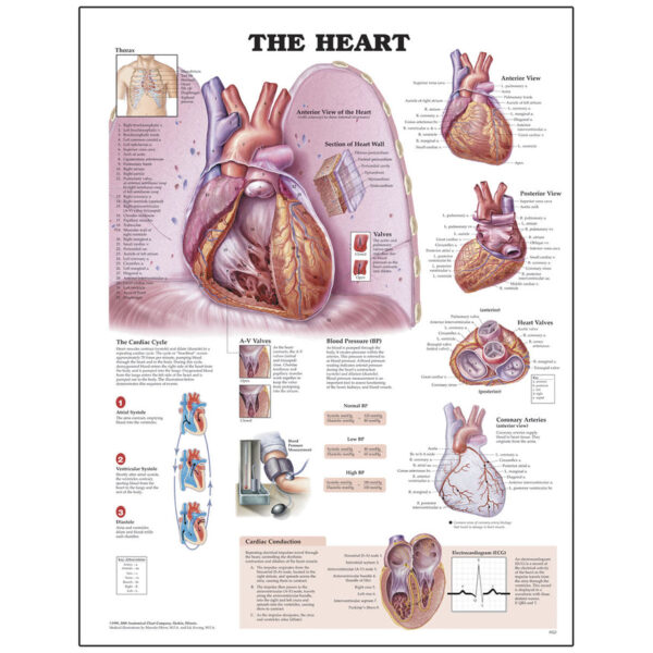 Nasco Peter Bachin Anatomical Organ Structures Chart Series Heart [SKU: SB10252]