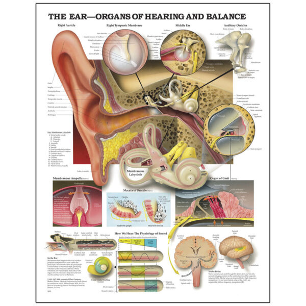 Nasco Peter Bachin Anatomical Organ Structures Chart Series Ear