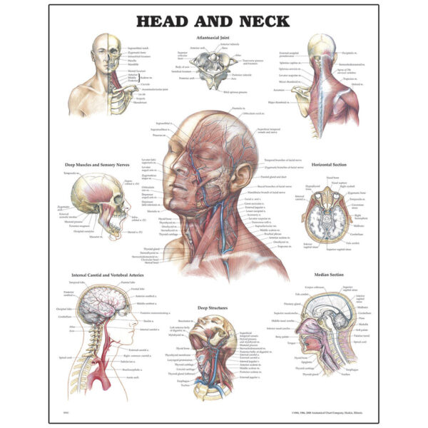 Nasco Peter Bachin Anatomical Organ Structures Chart Series Head and Neck