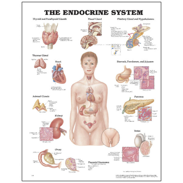 Nasco Peter Bachin Anatomical Chart Series Endocrine System