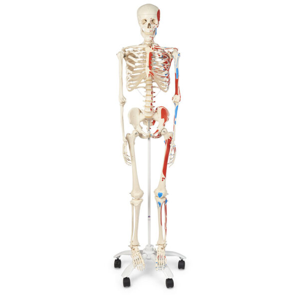 Nasco American 3B Advanced Skeleton with Muscles [SKU: SB14901]