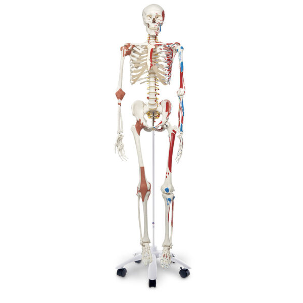 Nasco Superskeleton [SKU: SB14921]