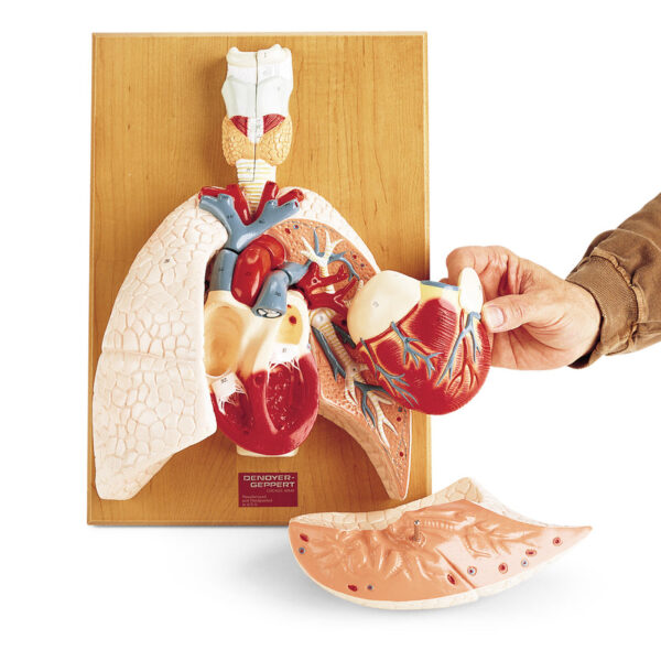 Nasco Cardiopulmonary System [SKU: SB17752]