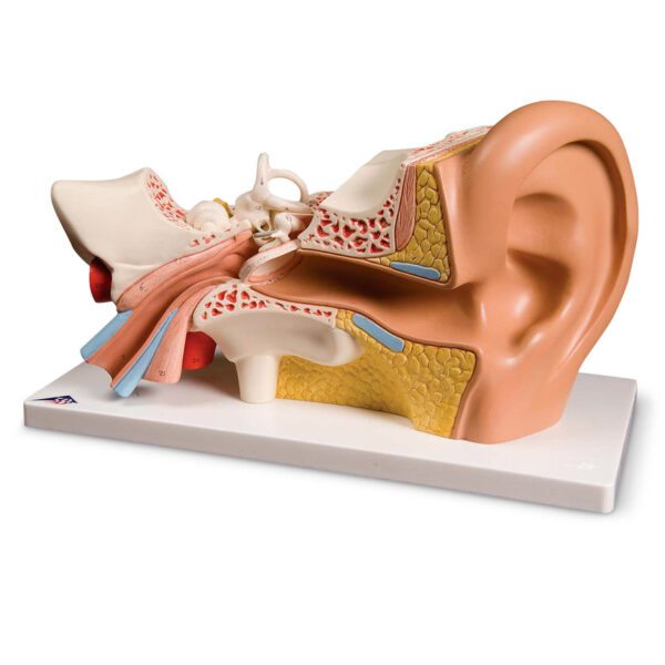 Nasco Human Ear [SKU: SB19254]