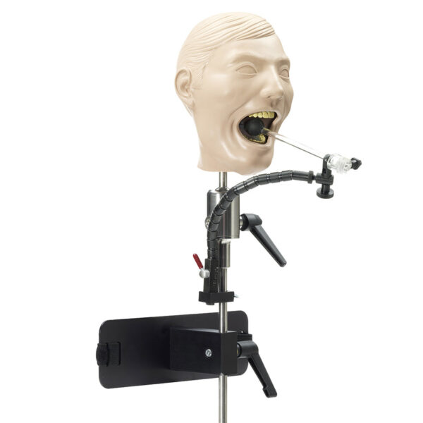 Nasco X-Ray Dental Manikin